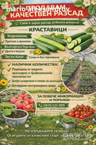 Разсад, снимка 7 - Разсади - 54216181