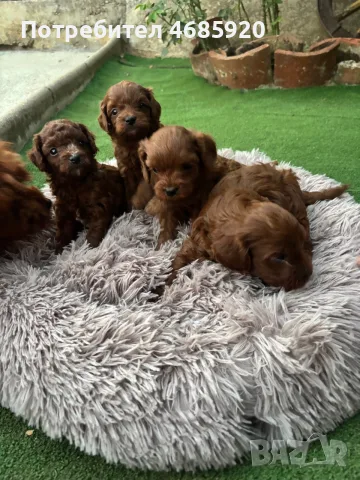 Maltipoo- куче 2F