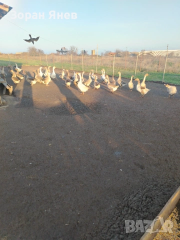 Продавам Гъски и яйца