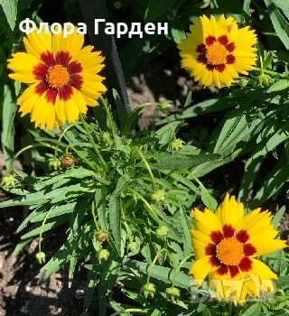МНОГОГОДИШНИ ЦВЕТЯ, снимка 18 - Градински цветя и растения - 54702878