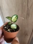 Хоя Matilde variegata, снимка 1