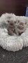 Котенца, снимка 10