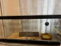 царевичен смок - pantherophis guttatus , снимка 3