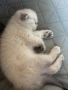 Женско коте , снимка 6