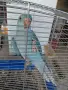 Продавам ръчно хранен Малък Александър от 2026 г., снимка 1