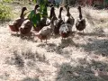 Каки Кембъл ( мъжки ), снимка 2
