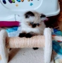 Персийско хималайско момиче , снимка 1