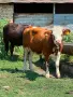 Продавам крави и телета с. Брест област Плевен, снимка 4
