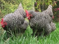 Кокошки Мехелен, снимка 3
