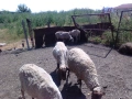 Продавам 40 овце, снимка 4