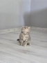 Британски късокосмести котета , снимка 12