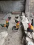 декоративни кокошки шабо , снимка 2