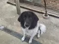 Каракачанско куче, снимка 2