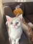 Британски котета | Британки | Късокосмести, снимка 3