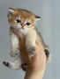 Британски котета, снимка 4