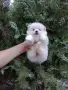 Бяло момченце. Померан. , снимка 4