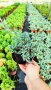 Хвойна Син Килим, Juniperus Blue Carpet, студоустойчива, снимка 5