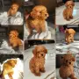 Той пудел Toy poodle, снимка 1