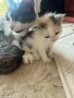 Домашни Котенца с Хигиенни Навици и Доставка до Вашия Град, снимка 14