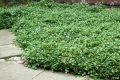 Котонеастър Дамери Мажор, Cotoneaster Dammeri Major, снимка 5