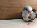 Бебета папагали монах , снимка 1