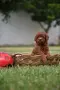 Той пудел Toy poodle, снимка 2