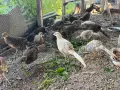 Фазани и патици, снимка 7