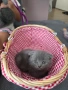 Шотландски и британски котета, снимка 9