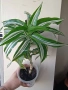 Драцена, dracena Reflexa, снимка 2