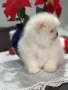 Много сладъки Мини Померани, снимка 3