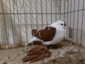 саксонски чайки , снимка 1