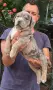 Американско були ХЛ /American bully XL, снимка 12