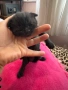 Шотландски клепоухи чинчили, снимка 7
