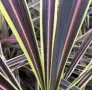 Кордилине неоново зелено/CORDYLINE ELECTRIC FLASH, снимка 2