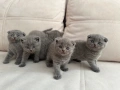 Шотландски клепухи , снимка 3