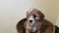 Продавам 3 Кавапу, снимка 6