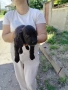 Кокер Шпаньол , снимка 6