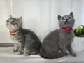 Клепоухи шотландски котета , снимка 2