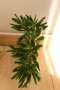 Два броя сукуленти, Седум, Sedum sp. за 3 евро !, снимка 4