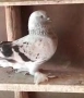  Гълъби  мардини , снимка 6