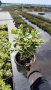 Евонимус Браво, Euonymus japonicus Bravo, снимка 9