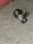 Подарявам черно и шарено котета, снимка 2