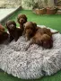 Maltipoo- куче 2F, снимка 1