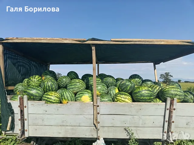 Продавам дини Романза
