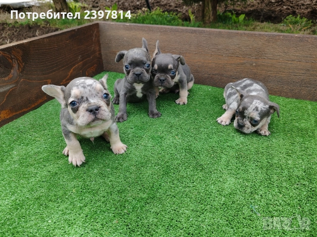 Френски булдог , снимка 3 - Френски булдог - 54012579