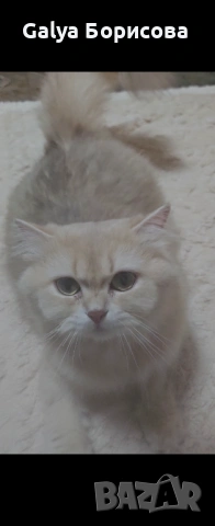 Британска котка  лилаво злато