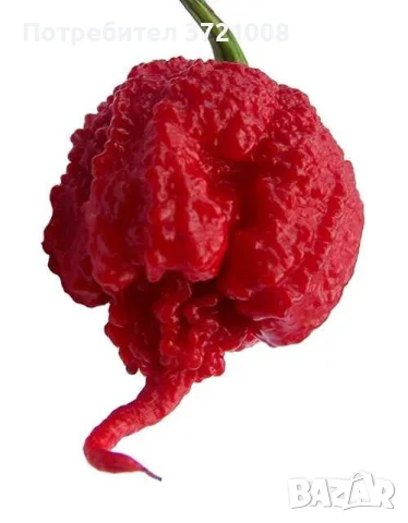 Семена от Carolina reaper , снимка 2 - Сортови семена и луковици - 55661586