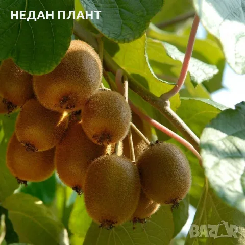 Киви (самоопрашващо)