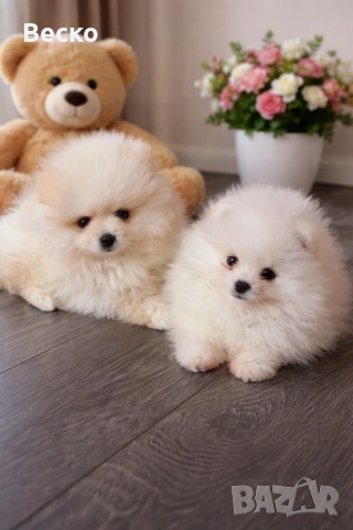Померан мини мъжко и женско 
