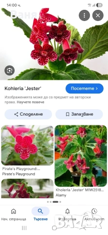 Сортови Колерии, снимка 9 - Стайни растения - 54373915